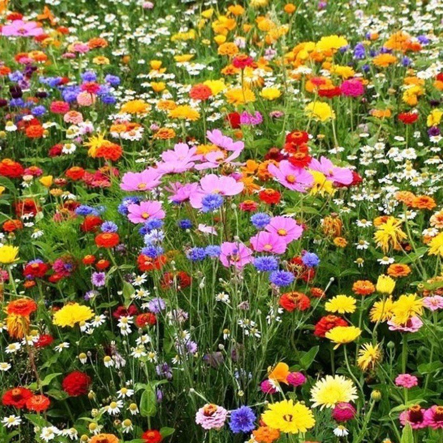 Imperdivel Mix 100 Sementes de Flores Sortidas - 10 Espécies - Para Jardim e Floreiras - Fácil cultivo! Premium